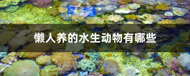 懶人養(yǎng)的水生動物有哪些 紅龍福龍魚