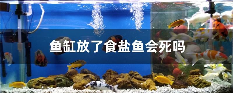 魚缸放了食鹽魚會(huì)死嗎