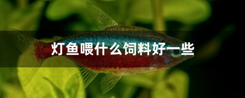 燈魚喂什么飼料好一些 水族周邊