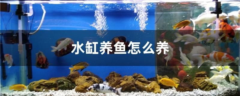 水缸養(yǎng)魚怎么養(yǎng)