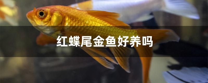 紅蝶尾金魚好養(yǎng)嗎 小型觀賞魚