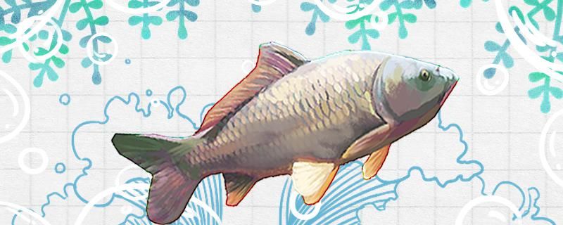 五月鯉魚開口嗎用什么餌料容易釣 紅勾銀版魚