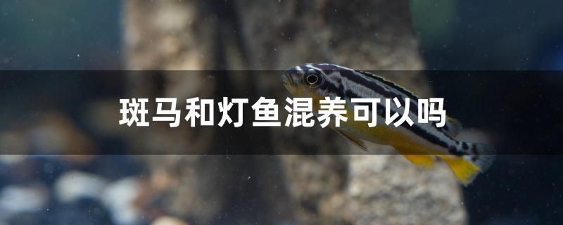 斑馬和燈魚混養(yǎng)可以嗎