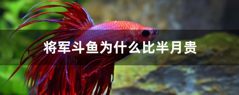 將軍斗魚為什么比半月貴 祥龍超血紅龍魚