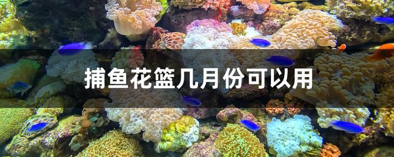 捕魚花籃幾月份可以用 玫瑰銀版魚