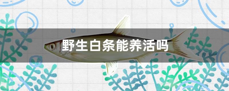 野生白條能養(yǎng)活嗎 高背金龍魚