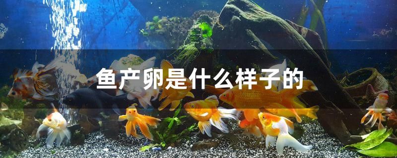 魚產(chǎn)卵是什么樣子的 白子關(guān)刀魚