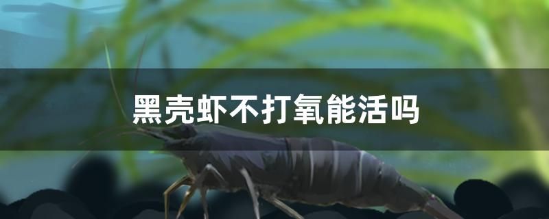 黑殼蝦不打氧能活嗎 龍魚專用燈