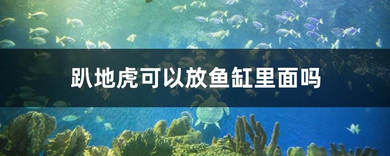 趴地虎可以放魚缸里面嗎 龍魚專用燈