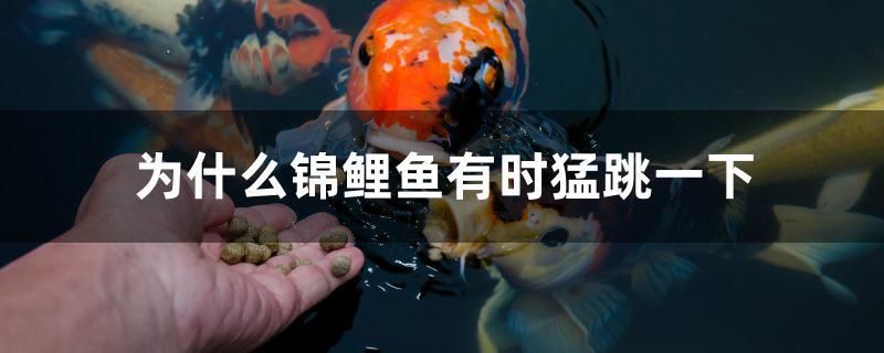 為什么錦鯉魚有時(shí)猛跳一下 魚缸/水族箱