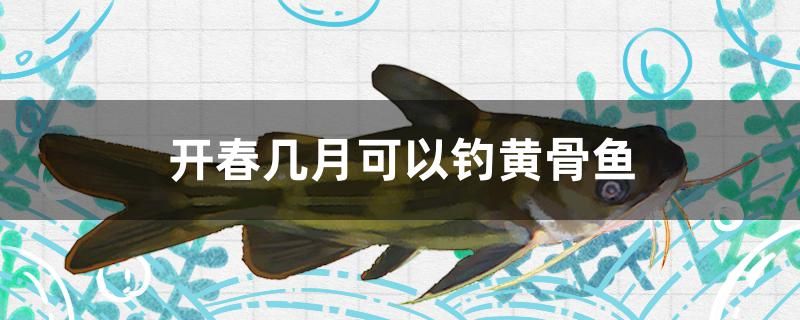 開春幾月可以釣黃骨魚