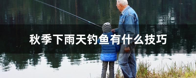 秋季下雨天釣魚(yú)有什么技巧