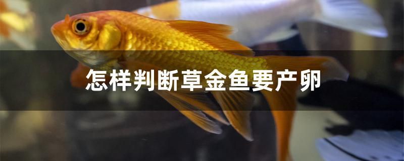 怎樣判斷草金魚要產(chǎn)卵