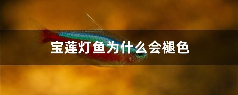 寶蓮燈魚為什么會(huì)褪色 祥龍進(jìn)口元寶鳳凰魚