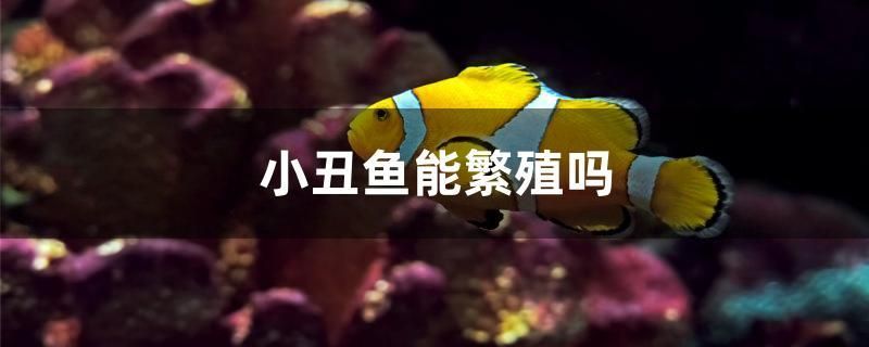 小丑魚能繁殖嗎