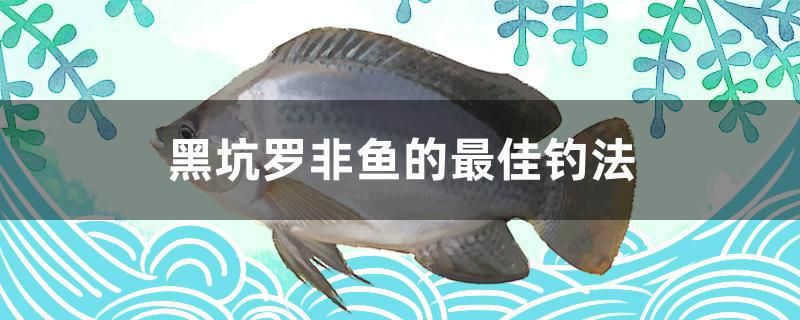 黑坑羅非魚的最佳釣法 黑白雙星魚