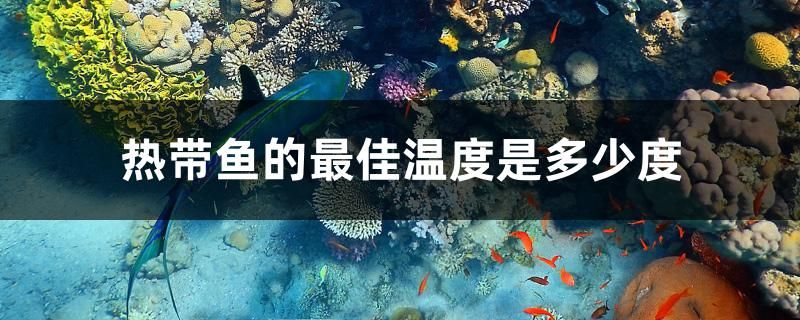 熱帶魚的最佳溫度是多少度 南美異型魚