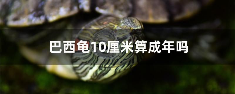 巴西龜10厘米算成年嗎