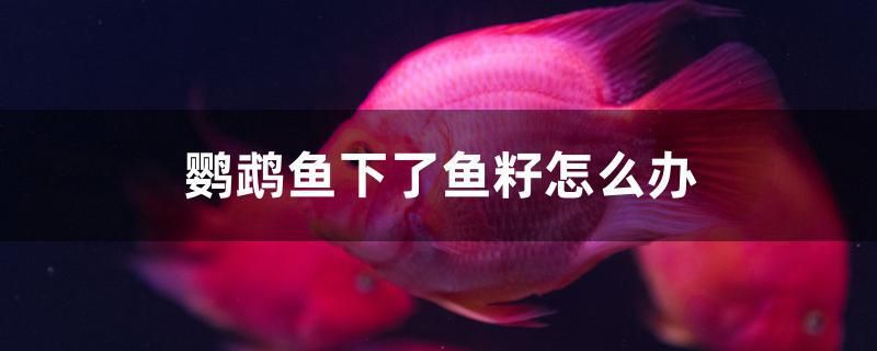 鸚鵡魚(yú)下了魚(yú)籽怎么辦