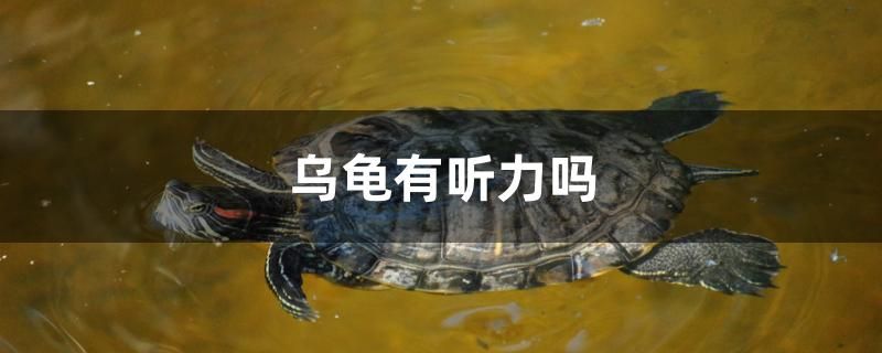 皇冠狗頭魚水溫32可以么 皇冠狗頭魚水溫多少度