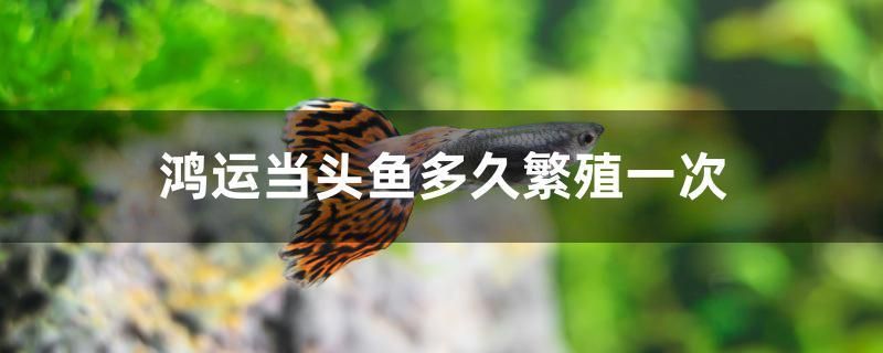 鴻運當頭魚多久繁殖一次 觀賞魚市場