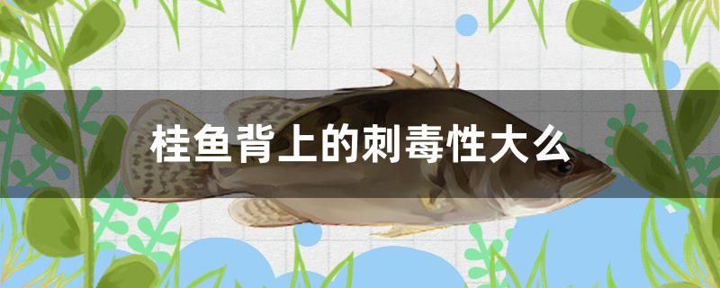 桂魚背上的刺毒性大么 錦鯉池魚池建設