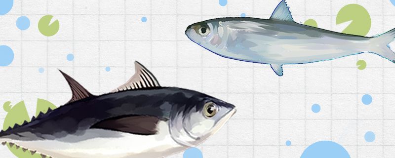 沙丁魚(yú)和金槍魚(yú)是同一種魚(yú)嗎有什么區(qū)別 孵化器