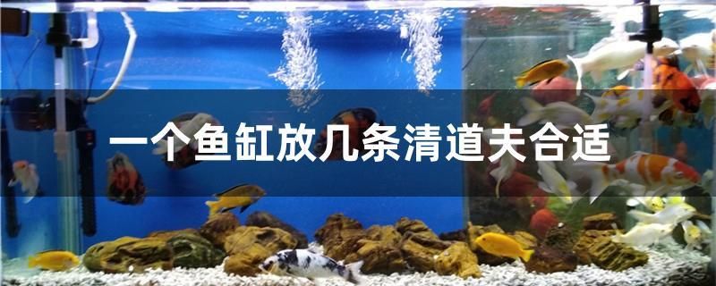 江門(mén)魚(yú)缸批發(fā)市場(chǎng)在哪里進(jìn)貨便宜又好（江門(mén)魚(yú)缸批發(fā)市場(chǎng)在哪里進(jìn)貨便宜又好用） ?；?異型虎魚(yú)/純色虎魚(yú)