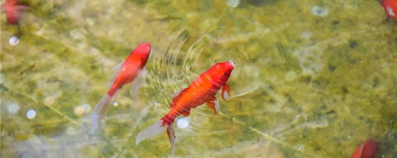 冷水鸚鵡魚冬天需要多少度和鸚鵡魚有什么區(qū)別