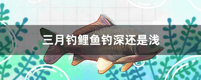 三月釣鯉魚釣深還是淺 飛鳳魚