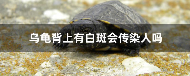 烏龜背上有白斑會傳染人嗎 三間鼠魚苗