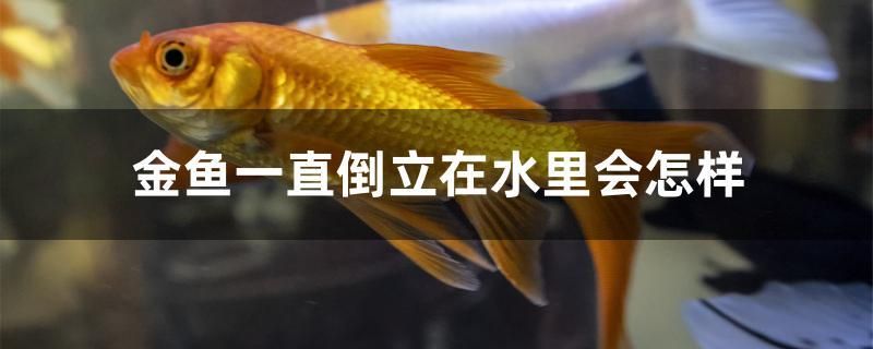 金魚一直倒立在水里會怎樣 福魟魟魚