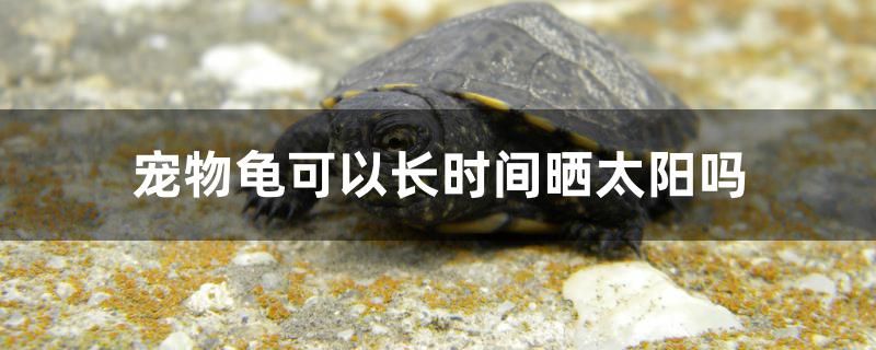 寵物龜可以長時(shí)間曬太陽嗎 iwish愛唯希品牌魚缸