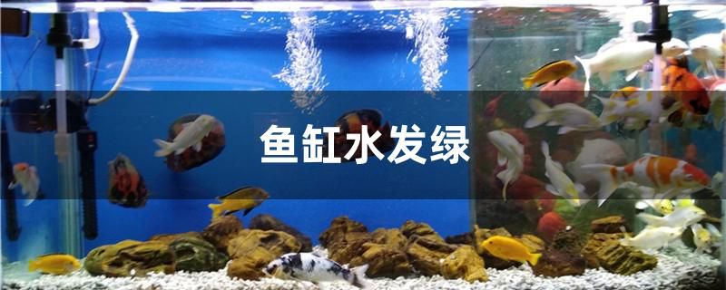 魚缸水發(fā)綠怎么辦