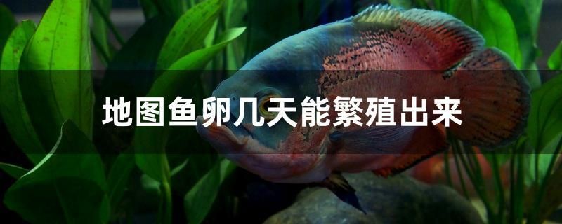 地圖魚卵幾天能繁殖出來