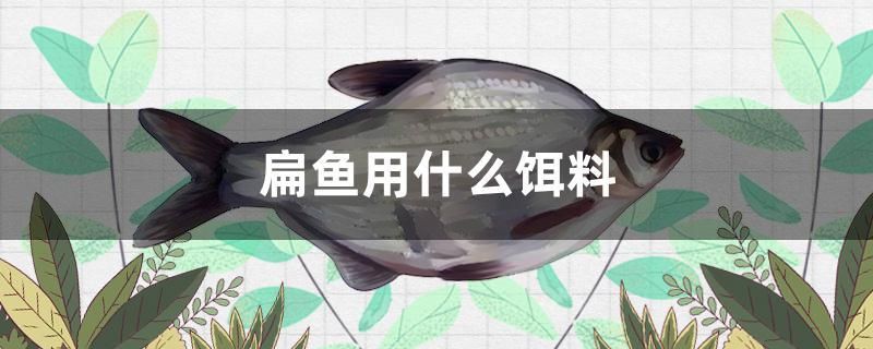 扁魚用什么餌料