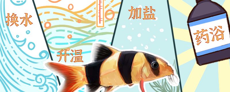 三間鼠魚白點(diǎn)病怎么治常見病怎樣治療 黃金夢(mèng)幻雷龍魚