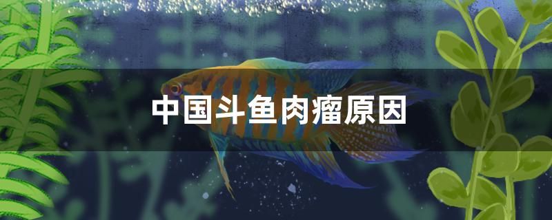 中國斗魚長肉瘤的原因是什么