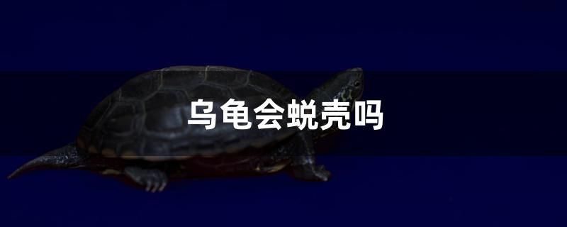 烏龜會蛻殼嗎 玫瑰銀版魚