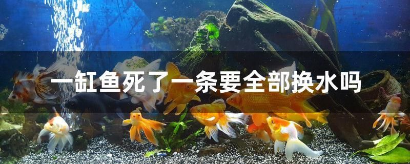 一缸魚(yú)死了一條要全部換水嗎 觀(guān)賞魚(yú)市場(chǎng)