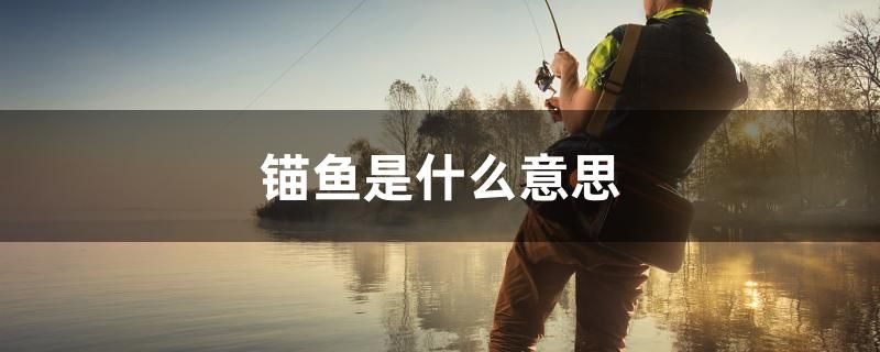 錨魚是什么意思 廣州龍魚批發(fā)市場