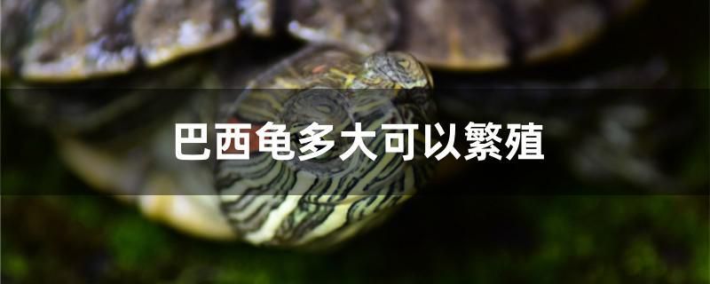 巴西龜多大可以繁殖 黃金夢幻雷龍魚