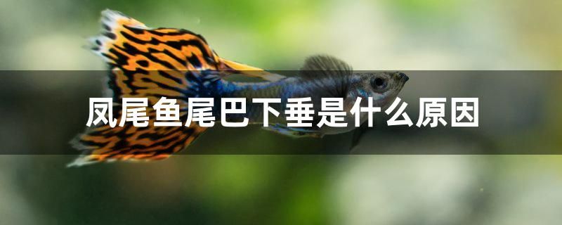 鳳尾魚尾巴下垂是什么原因 廣州景觀設計