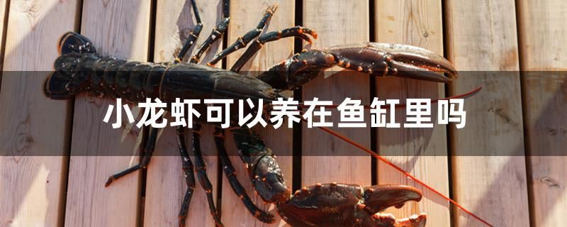 小龍蝦可以養(yǎng)在魚缸里嗎 國產(chǎn)元寶鳳凰魚