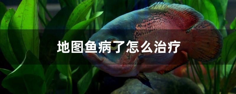 ?？诙拄~缸交易市場(chǎng)地址在哪里呀（海口魚缸訂做在哪里有） 三色錦鯉魚