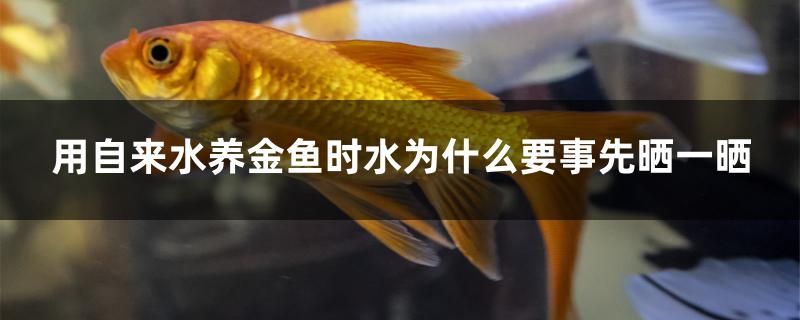 用自來水養(yǎng)金魚時(shí)水為什么要事先曬一曬