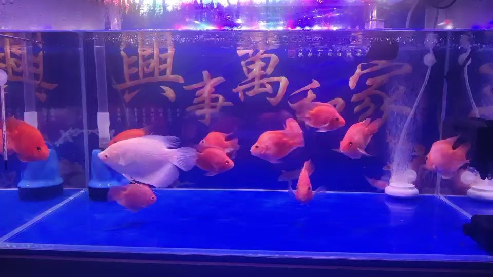 請各位老師指導(dǎo)下看還能不能加點(diǎn)別的魚 觀賞魚論壇