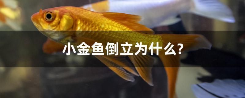 小金魚倒立為什么？ 白寫錦鯉魚