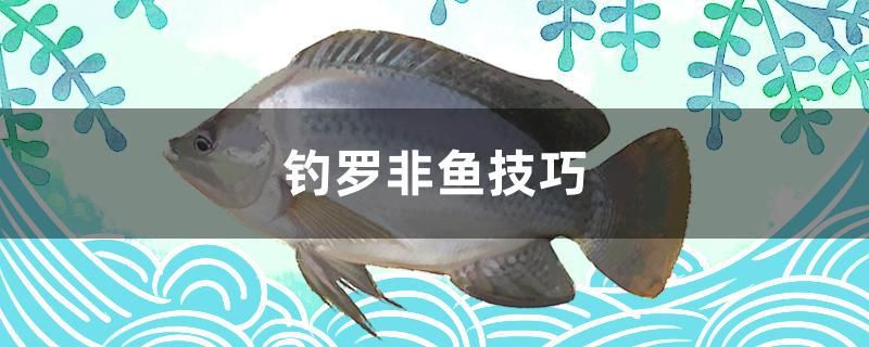 釣羅非魚技巧 黃吉金龍（白子金龍魚）