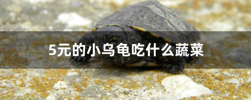 虎斑恐龍魚視頻教程（虎斑恐龍魚兇猛嗎）